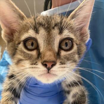 Earl - Butler Campus -  Domestic Short Hair Cat for Adoption in Flagstaff, Arizona - Earl - Butler Campus | PetCurious