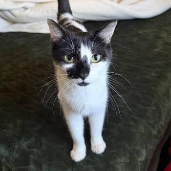 Moo -  Domestic Short Hair Cat for Adoption in Riverside, California - Moo | PetCurious