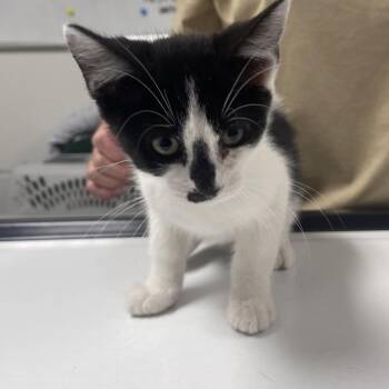 Pluto -  Domestic Short Hair Cat for Adoption in Canton, Illinois - Pluto | PetCurious