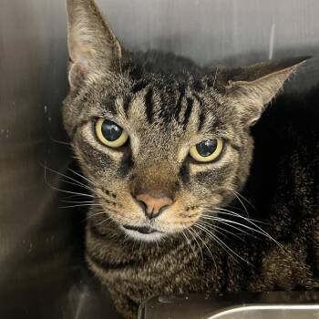 American Shorthair Cats Available for Adoption in Fort Wayne, Indiana - Mocha | PetCurious