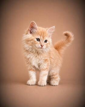Maine Coon and Turkish Angora Cats Available for Adoption in Brampton, Ontario - Bonded Pair- Tort & Tea | PetCurious