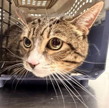 Jax -  Domestic Short Hair Cat for Adoption - Jax | PetCurious