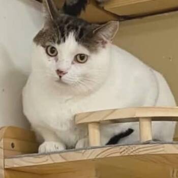 Domestic Short Hair Cats Available for Adoption - Wynter | PetCurious