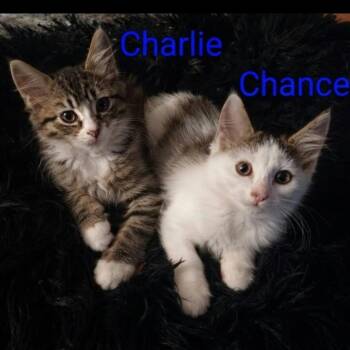 Charlie and Chance -  Tabby and Domestic Medium Hair Cat for Adoption in Wyandotte, Michigan - Charlie And Chance | PetCurious
