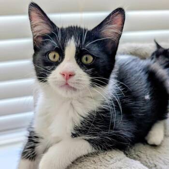 Starlight -  Domestic Short Hair Cat for Adoption in Blackfoot, Idaho - Starlight | PetCurious