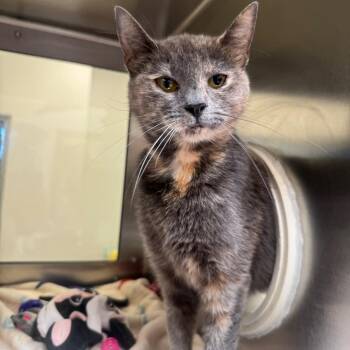 Torti-Ya Chip -  Domestic Short Hair Cat for Adoption in York, Pennsylvania - Torti-Ya Chip | PetCurious