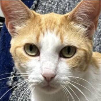 Rescue Tabby Cats for Adoption in Houston, Texas - Buttercup | PetCurious