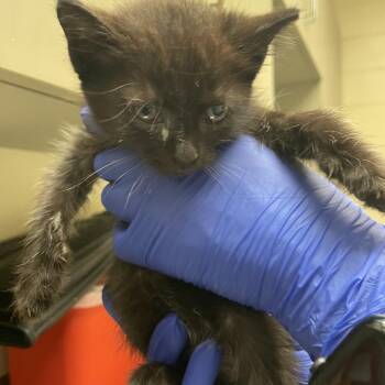 Balto -  Domestic Short Hair Cat for Adoption in Columbus, Georgia - Balto | PetCurious
