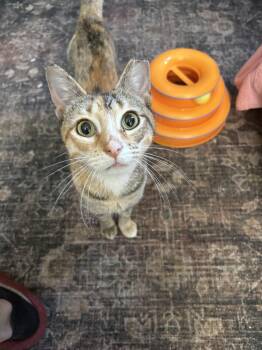 Domestic Short Hair Cats Available for Adoption in Warrington, Pennsylvania - Millie (tripod Kitty) | PetCurious