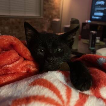 Domestic Short Hair Cats Available for Adoption - Hornet | PetCurious