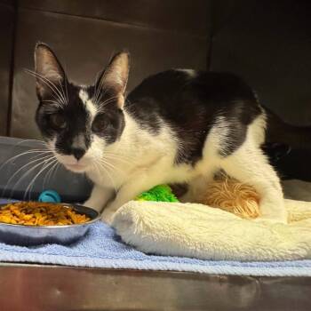 Verity -  Domestic Short Hair Cat for Adoption in Edwardsville, Illinois - Verity | PetCurious