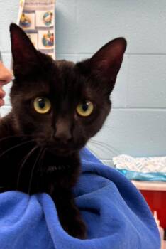 Domestic Short Hair Cats Available for Adoption - Likely | PetCurious