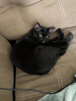 Rescue Domestic Short Hair Cats for Adoption in Charlotte, North Carolina - Sprout | PetCurious