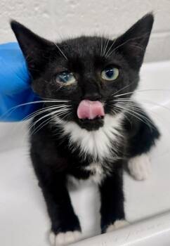 SAUER -  Domestic Short Hair Cat for Adoption in Derwood, Maryland - SAUER | PetCurious