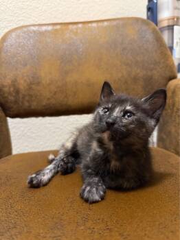 Star -  Domestic Short Hair Cat for Adoption in Beaverton, Oregon - Star | PetCurious