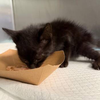 McCafe -  Domestic Short Hair Cat for Adoption in Greensboro, North Carolina - McCafe | PetCurious