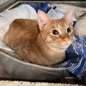 Q-BERT -  Domestic Short Hair Cat for Adoption in Methuen, Massachusetts - Q-BERT | PetCurious