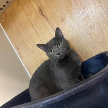 Stinkerbell -  American Shorthair Cat for Adoption in Enterprise, Alabama - Stinkerbell | PetCurious