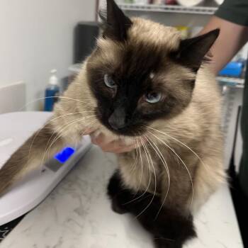 Winter The Second -  Siamese Cat for Adoption in St. Louis, Missouri - Winter The Second | PetCurious