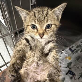 Huey -  Domestic Short Hair Cat for Adoption in Marion, Virginia - Huey | PetCurious