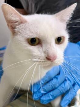 Griffin -  Domestic Short Hair Cat for Adoption in San Antonio, Texas - Griffin | PetCurious
