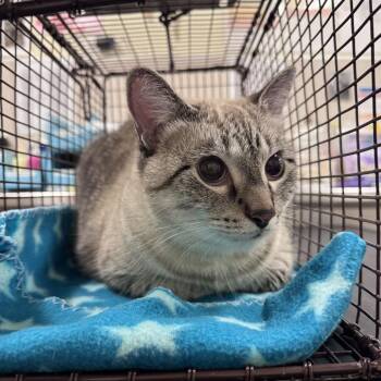 Alaska -  Domestic Short Hair Cat for Adoption in Chicago, Illinois - Alaska | PetCurious