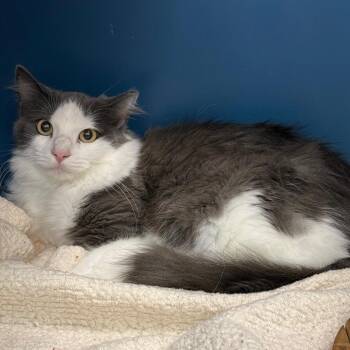 Fluffy -  Domestic Medium Hair Cat for Adoption in Tulsa, Oklahoma - Fluffy | PetCurious
