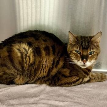 Tovi -  Bengal Cat for Adoption in Warrensburg, Missouri - Tovi | PetCurious