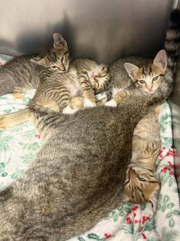 Pasatiempo -  Scottish Fold Cat for Adoption in Sorrento, Louisiana - Pasatiempo | PetCurious