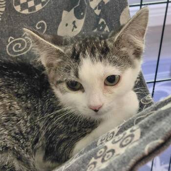 Cassie -  Domestic Short Hair Cat for Adoption in Grantsville, Utah - Cassie | PetCurious