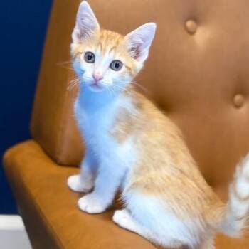 Sage Green -  Tabby and Domestic Short Hair Cat for Adoption in Friendswood, Texas - Sage Green | PetCurious