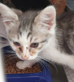 Allen Kitten 6(Airpod) -  Domestic Short Hair Cat for Adoption in Mocksville, North Carolina - Allen Kitten 6(Airpod) | PetCurious