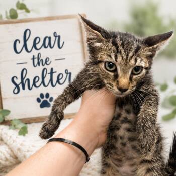 Express Oil Change -  Domestic Short Hair Cat for Adoption in Columbiana, Alabama - Express Oil Change | PetCurious