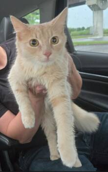 Diva -  Domestic Medium Hair Cat for Adoption in Merrillville, Indiana - Diva | PetCurious