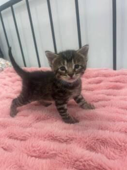 Max -  Domestic Short Hair Cat for Adoption in St. George, Utah - Max | PetCurious