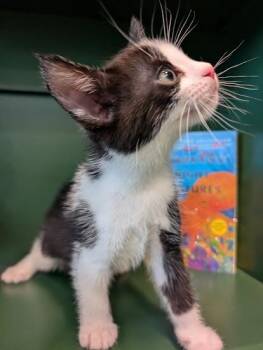 Marcellus -  Domestic Short Hair Cat for Adoption in San Antonio, Texas - Marcellus | PetCurious
