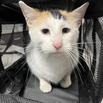 Katsu Musubi -  Domestic Short Hair Cat for Adoption in Oak Park, Illinois - Katsu Musubi | PetCurious