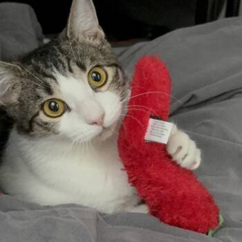 Domestic Medium Hair Cats Available for Adoption in Philadelphia, Pennsylvania - Goomie | PetCurious
