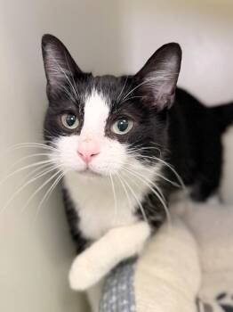 Xenon -  Domestic Short Hair Cat Available for Adoption in Menomonie, Wisconsin - Xenon | PetCurious