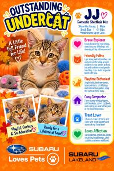 JJ -  Domestic Short Hair Cat for Adoption in Winter Haven, Florida - JJ | PetCurious