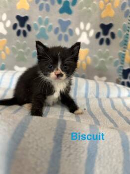Domestic Short Hair Cats Available for Adoption in Wabash, Indiana - Biscuit | PetCurious