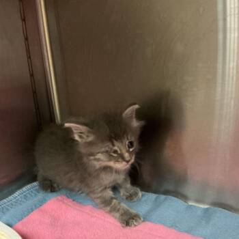 Victoria -  Domestic Medium Hair Cat for Adoption in Saint Joseph, Missouri - Victoria | PetCurious