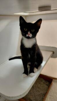 Ricky -  Domestic Short Hair Cat for Adoption in Cincinnati, Ohio - Ricky | PetCurious