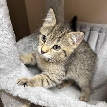 JJ -  Domestic Short Hair Cat for Adoption in Oconto, Wisconsin - JJ | PetCurious