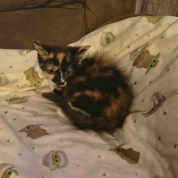 Celeste -  Domestic Short Hair Cat for Adoption in Pittsburg, Kansas - Celeste | PetCurious
