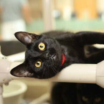 Rescue Domestic Short Hair Cats for Adoption in Jasper, Indiana - Squid | PetCurious