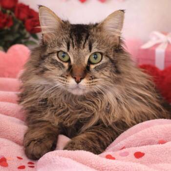 Domestic Long Hair Cats Available for Adoption - Dusty | PetCurious