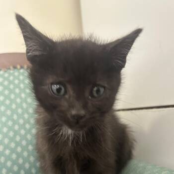 Black Widow -  Domestic Short Hair Cat for Adoption in Park City, Utah - Black Widow | PetCurious