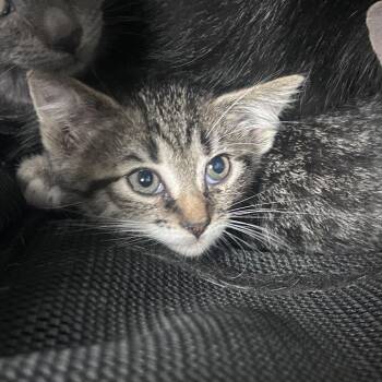 Fennel -  Domestic Short Hair Cat for Adoption in Philadelphia, Pennsylvania - Fennel | PetCurious