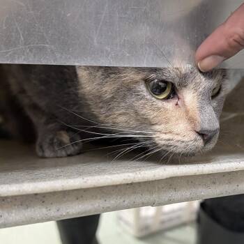 Regina -  Domestic Short Hair Cat for Adoption in Philadelphia, Pennsylvania - Regina | PetCurious